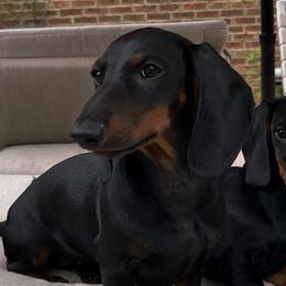 Dachshunds from Hot Dog Haven