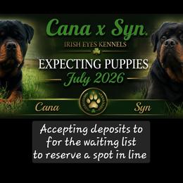 Rottweiler puppies from Irish Eyes Kennels
