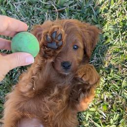 Chase - Red male Cockapoo puppy in Pledger, Texas from Sugarbear Cockapoos