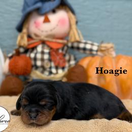 Hoagie - Black and tan male Cavalier King Charles Spaniel puppy in El Campo, Texas from Longhorn Cavaliers