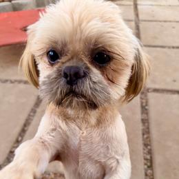 Kevin - Brindle male Shih Tzu puppy in Victorville, California from RUMBLE n TUMBLE