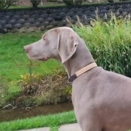 Mango - Weimaraner