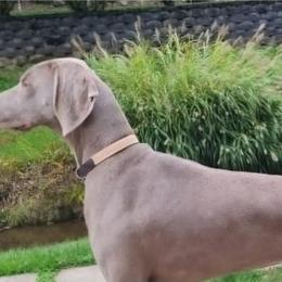 Mango - Weimaraner