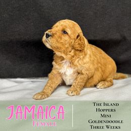 Jamaica - Red  female Goldendoodle puppy in Paxville, South Carolina from Pack Street Pups