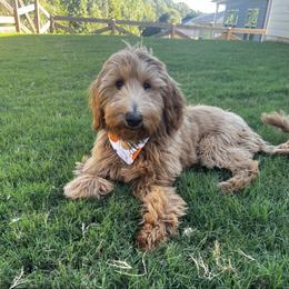 Aurora - Goldendoodle