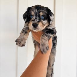 Acuna - Blue merle male Aussiedoodle puppy in Greensboro, North Carolina from Glendale Doodles
