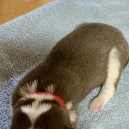 Siberian Husky Puppies from TRUHUSKY SIBERIANS