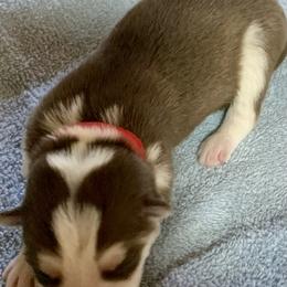 Siberian Husky Puppies from TRUHUSKY SIBERIANS