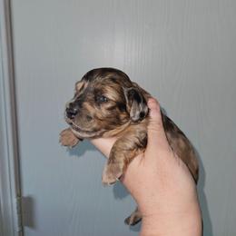 Girl 1 - Dapple female Dachshund puppy in Lansing, Michigan from Black Thunder 517 Cane Corso and Dachshunds