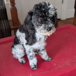 Domino - Poodle