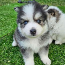 Nash - Black and white male Pomsky puppy in Southern California, California from SoCal Pomskies LLC