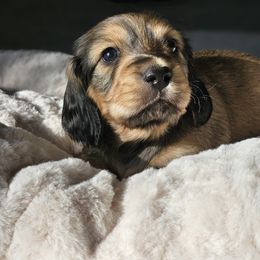 Dachshund Puppies from Loyal Lil Dachshunds