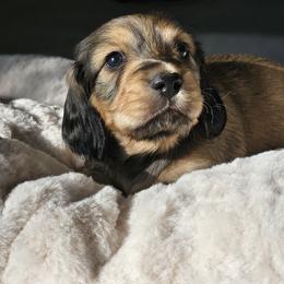 Dachshund Puppies from Loyal Lil Dachshunds