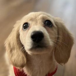 Dachshunds from Deal’s Doxies