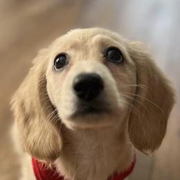 Dachshunds from Deal’s Doxies