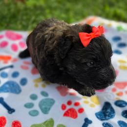 AKC Chloe - Black female Bouvier des Flandres puppy in Marionville, Missouri from Sandbox Puppies