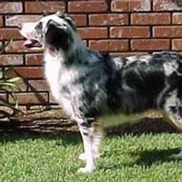 Miniature American Shepherds from Patchwork Farms