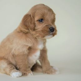 Cockapoo Puppies from Eden Dog