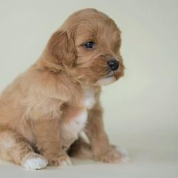 Cockapoo Puppies from Eden Dog