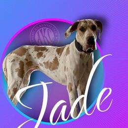 Jade - Great Dane