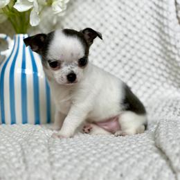 Gamora 3950 - Blue and white female Chihuahua puppy in Beaumont, Texas from Down south pups