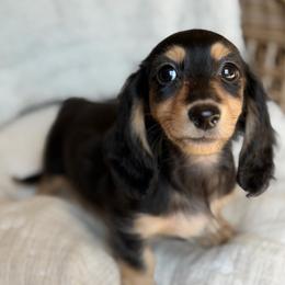 Marnie - Black and cream female Dachshund puppy in Duncanville, Alabama from Bear Creek Dachshunds