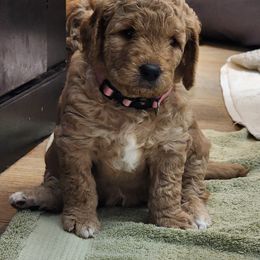 Goldendoodle Puppies from Evergrace Farm Doodles