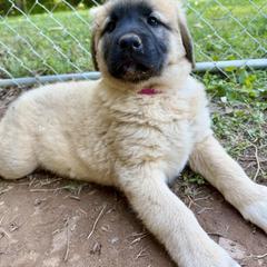 Anatolian Shepherd Dog Puppies from Carolina Landstock