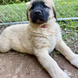 Anatolian Shepherd Dog Puppies from Carolina Landstock