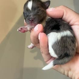 Bluey - Blue parti male Pomeranian puppy in Hernando, Mississippi from The Pom Squad