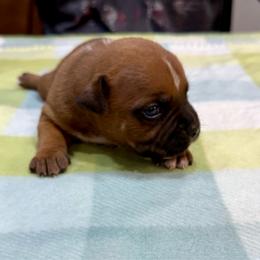 Male 3 - Red and white male Staffordshire Bull Terrier puppy in Lakeland, Florida from English Creek Staffords