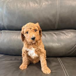 Goldendoodle and Poodle Puppies from Gentle Paw Goldendoodles