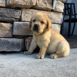 Green Collar Male - Yellow male Labrador Retriever puppy in Kissimmee, Florida from SunState Labs