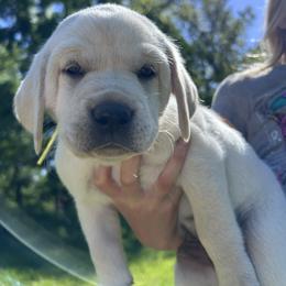 Daisy - 5th Generation Family Lab - Yellow female Labrador Retriever puppy in Earlham, Iowa from Family Labs