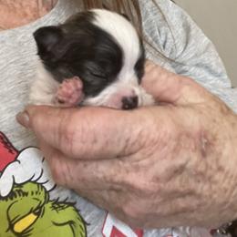 Prisstine - Sable spotted white female Chihuahua puppy in Tecumseh, Oklahoma from Callie’s Happy Chihuahuas, Callie’s Happy Treasures LLC