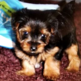 Yorkshire Terriers from Debra’s Yorkies