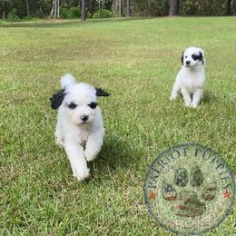 Goldendoodle Puppies from Patriot Puppies