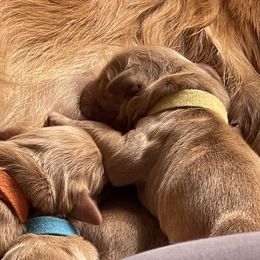 Girl 5 - Dark golden Golden Retriever puppy in Salem, Oregon from Baker’s Goldens