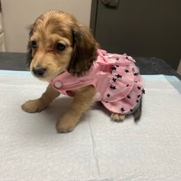 Bella AKC Shaded Cream - Cream female Dachshund puppy in Magnolia, Texas from J&R Macias Dachshunds