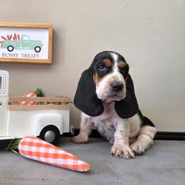 Violet - Black white and brown female Basset Hound puppy in Denison, Texas from Emma Lou's Baby Bassets
