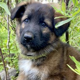 Boy 2 - male German Shepherd puppy in Cave Junction, Oregon from Faith Shepherds