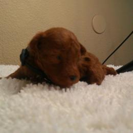 Braxton - Red  male Poodle puppy in Hesperia, California from Sweetie Pie Poodles