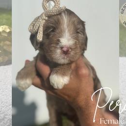 Perdita - Chocolate merle female Bernedoodle puppy in Fort Pierce, Florida from Gentle Giants Doodle Co.