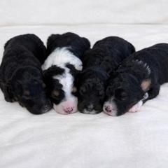 Golden Mountain Doodle puppies from Dawson's Royal Companions