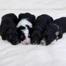 Golden Mountain Doodle puppies from Dawson's Royal Companions
