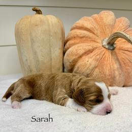 Sarah Sanderson - Red  female Goldendoodle puppy in Springville, Utah from JW Doodles
