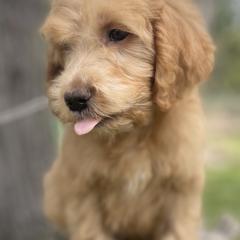Aussiedoodle, Poodle, and Saint Berdoodle Puppies from Remington Kennels, LLC