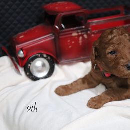 Poodle Puppies from Red Barn Moyen Poodles