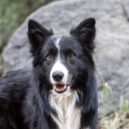 Arrow - Border Collie