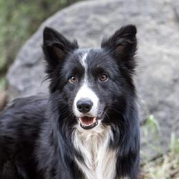 Arrow - Border Collie